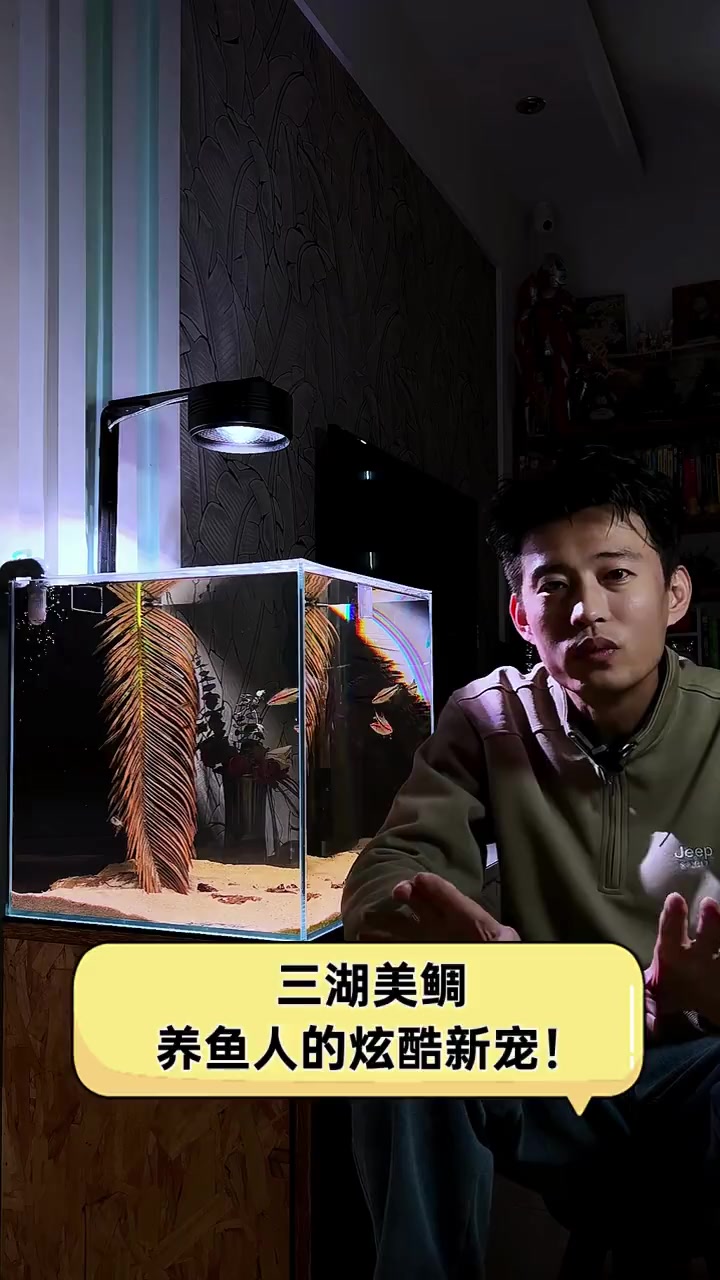 三湖美鲷,养鱼人的炫酷新宠!