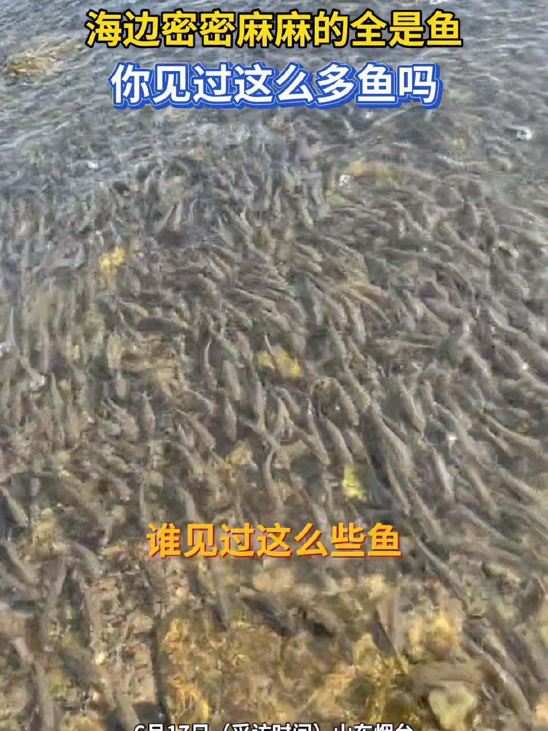 6月17日(采访时间)山东烟台。海边密密麻麻的全是鱼,你见过这么多鱼吗 烟台