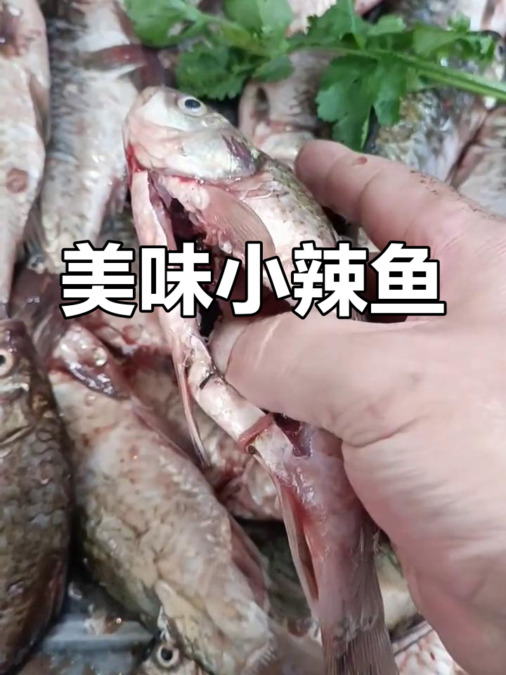小草鱼这样做,麻辣鲜香又入味!回头客超多