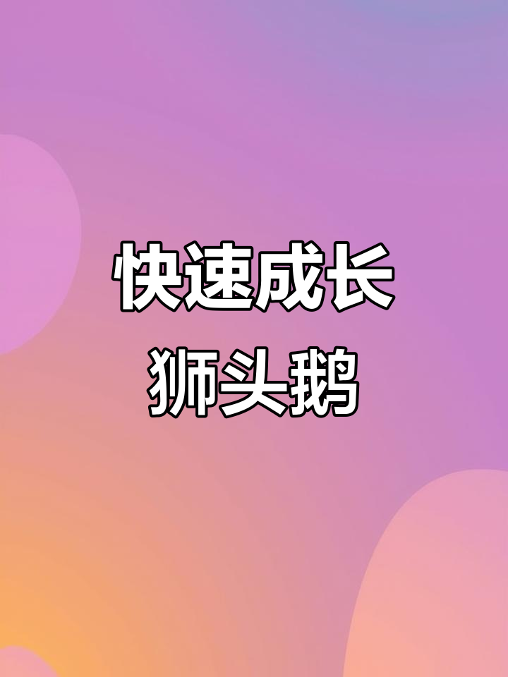 狮头鹅生长迅速,耐粗粮易养,成年可达30斤