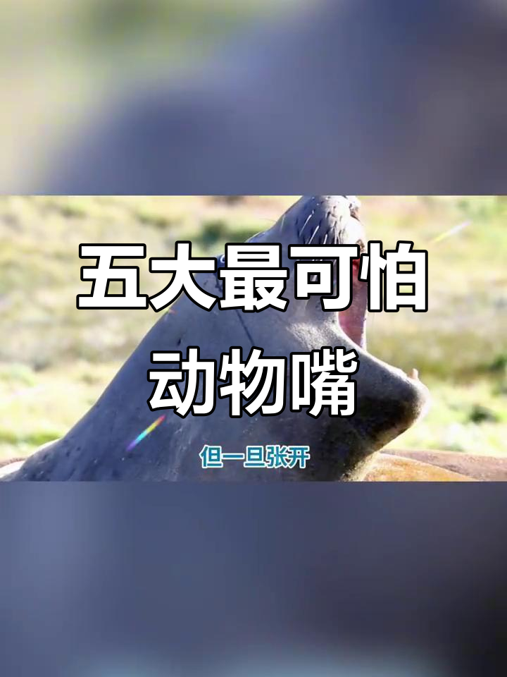 这些动物嘴巴看似可爱,实则恐怖!五大猛兽的秘密