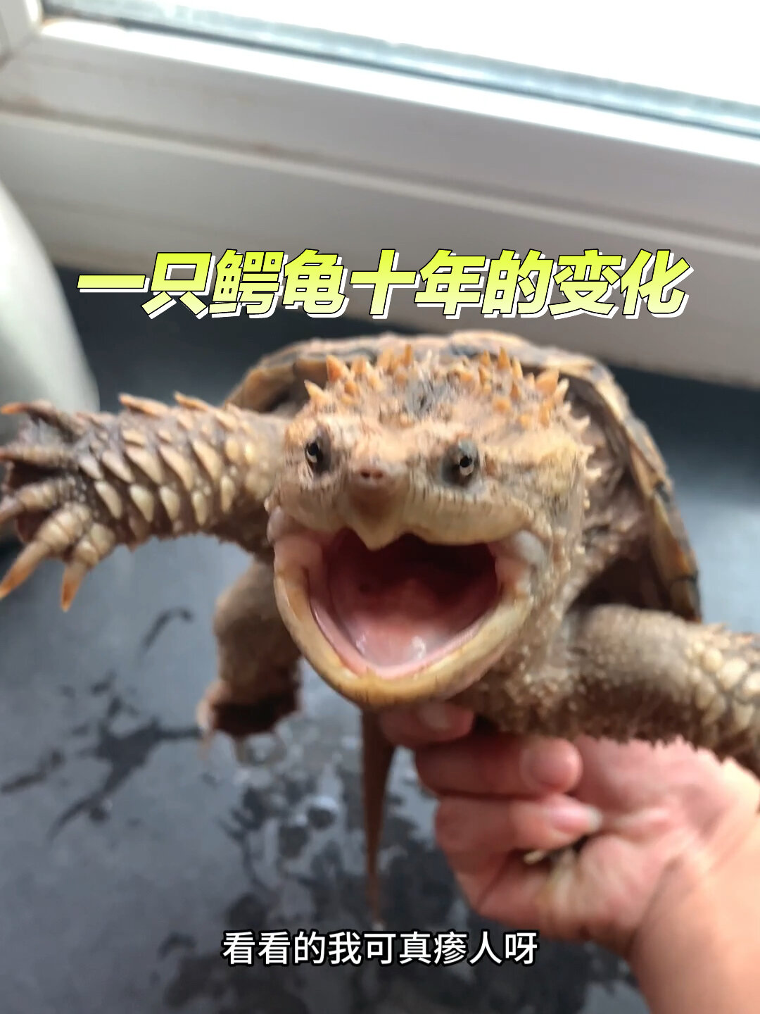 一只鳄龟十年的变化!