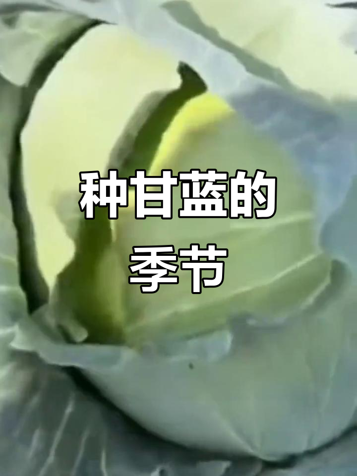 春季秋季种甘蓝,别错过!