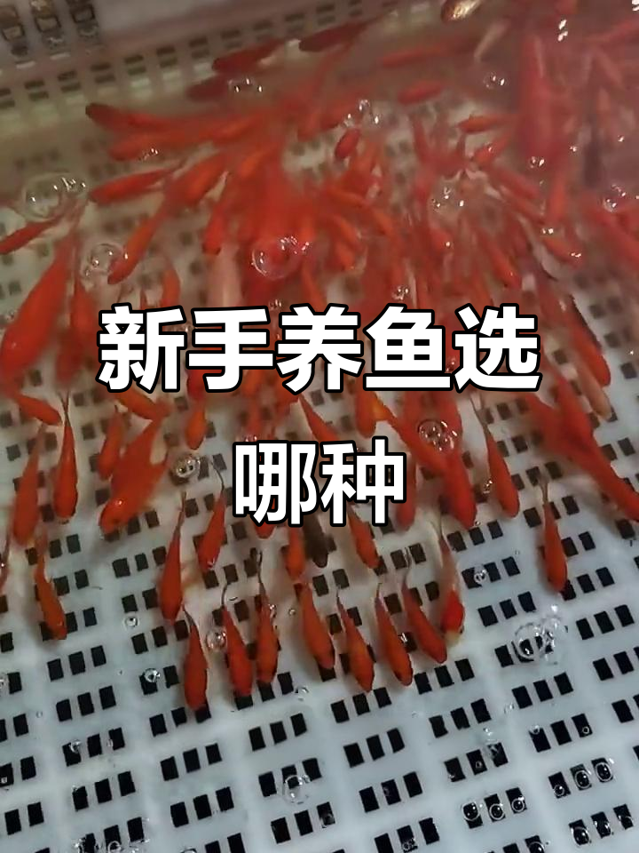 草金和锦鲤,哪个更适合新手养殖?