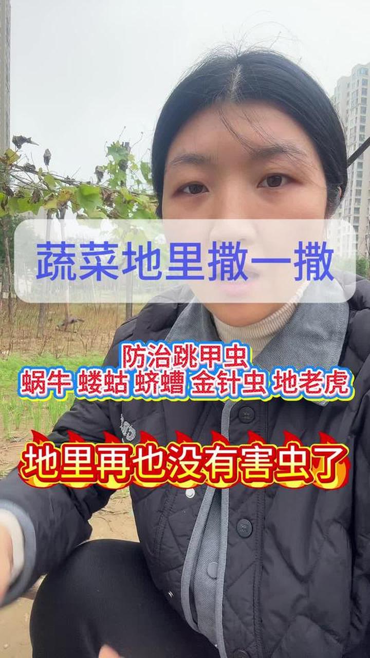 大白菜蔬菜种植与管理及病虫害防治要点