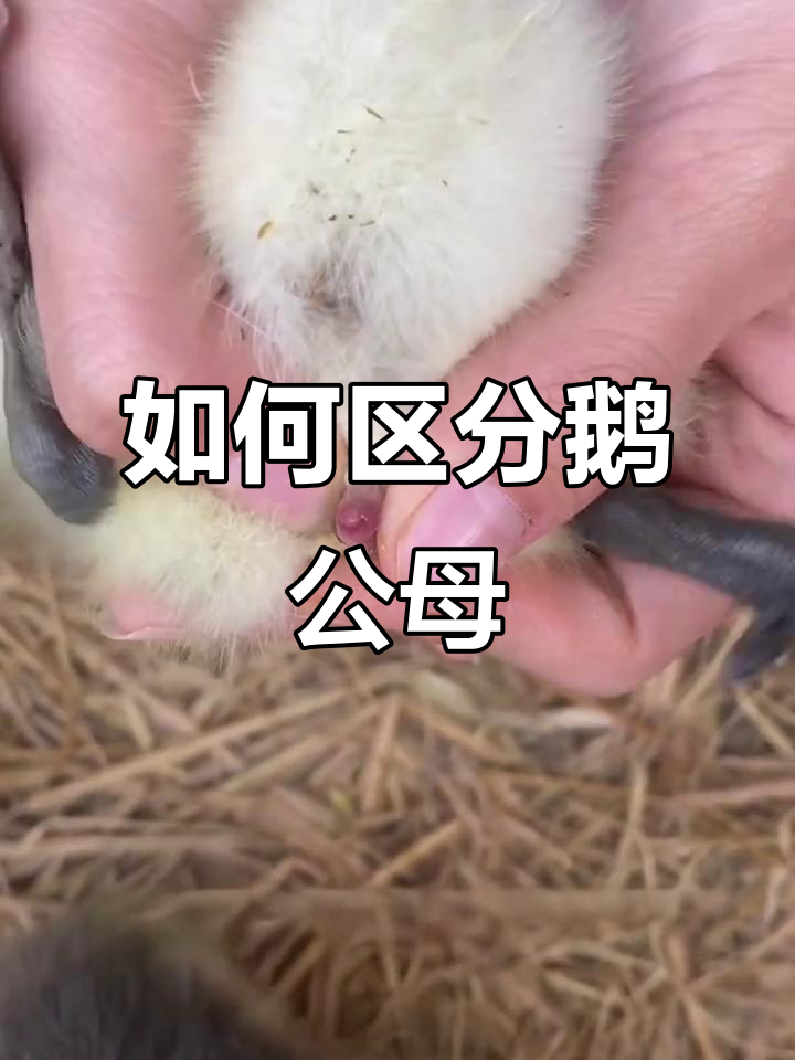 鹅公母辨别技巧,秒懂如何分辨