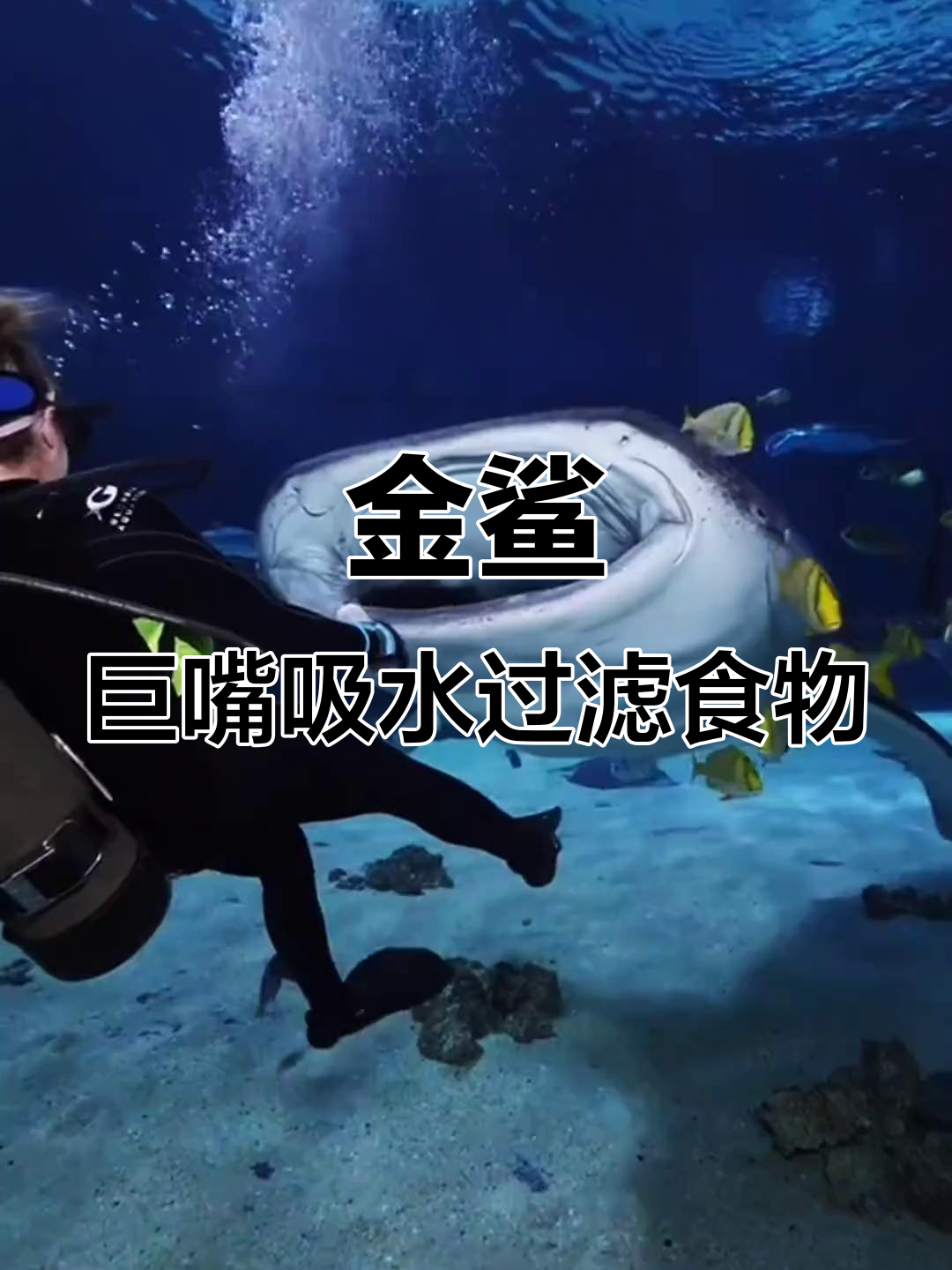 世界上最大的鱼,金鲨的独特进食方式与温和性格