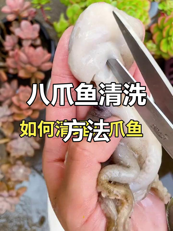 八爪鱼清理技巧大揭秘，教你如何轻松去除内脏和牙齿