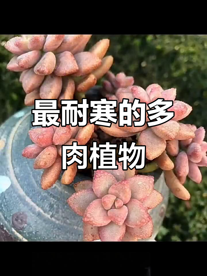 十大最耐寒多肉植物，冬季也能轻松养护
