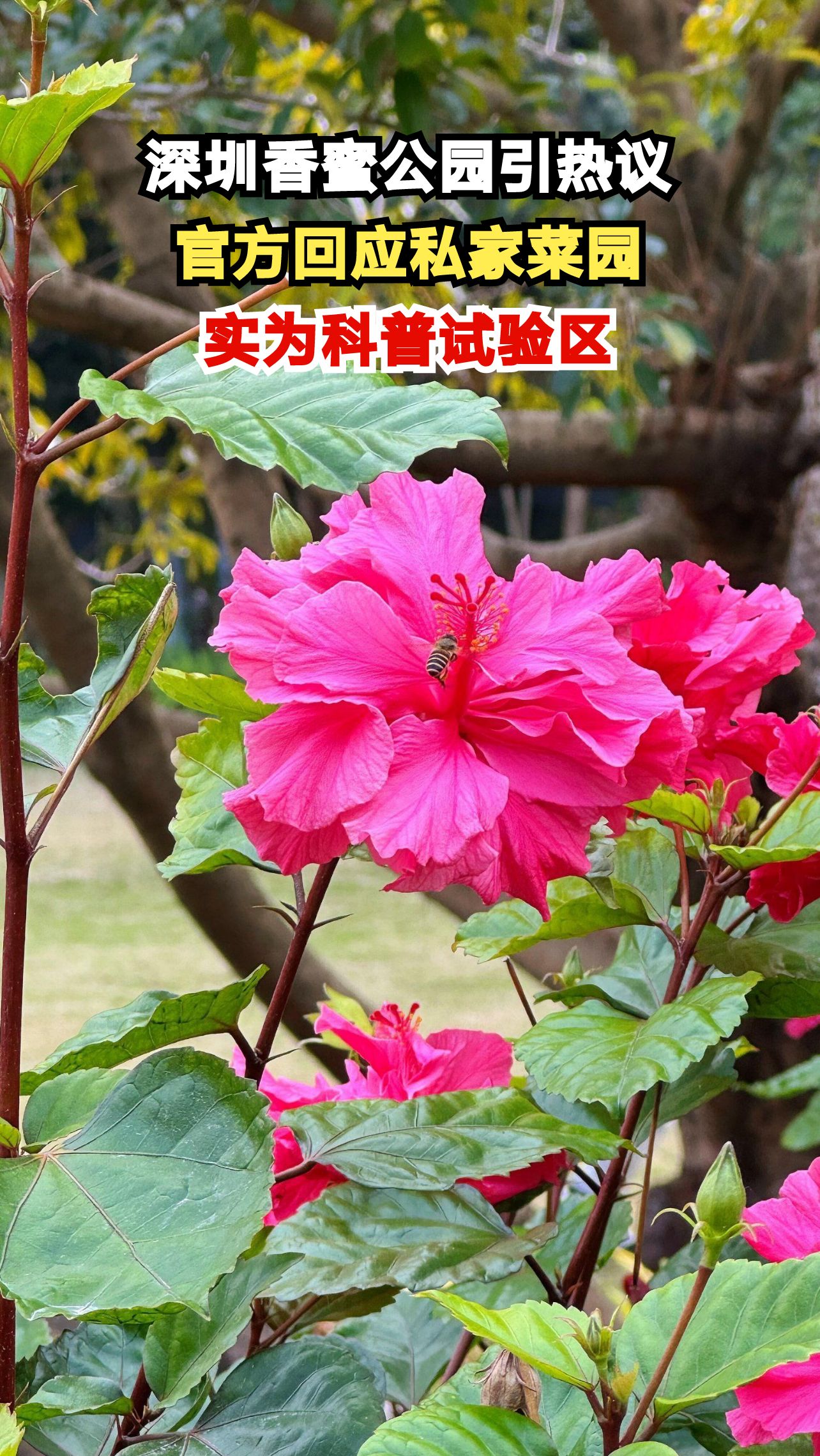 深圳最美公园惊现私家菜园?官方回应真相让人意外