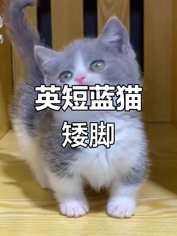 英短蓝猫矮脚萌宠,包子脸大头可爱猫咪