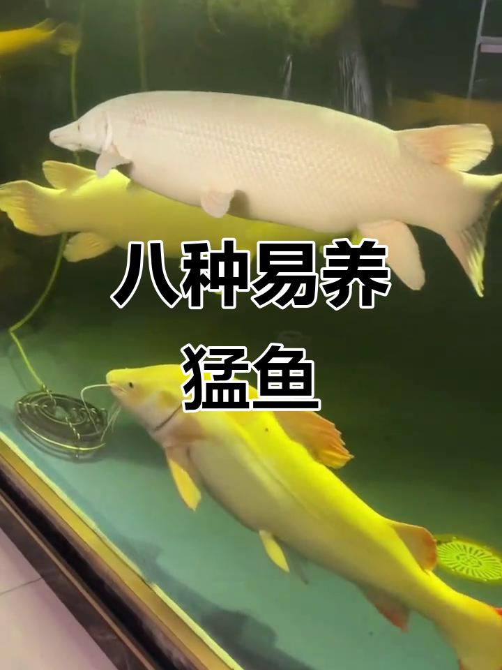 八大便宜又凶猛的观赏鱼，鳄雀鳝为何成网红？