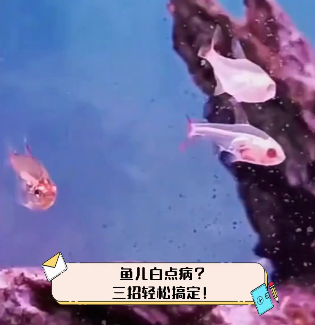鱼儿白点病?三招轻松搞定!