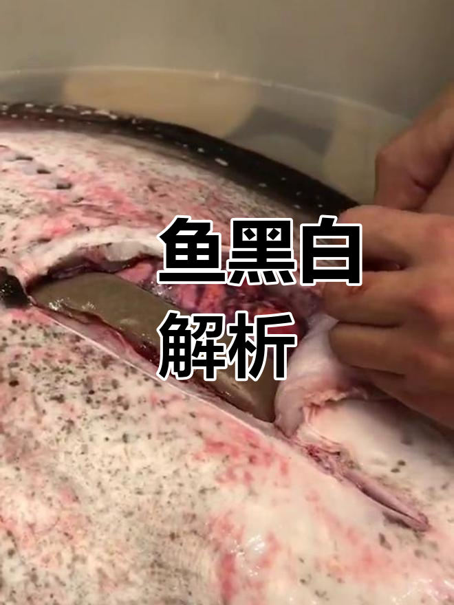 魟鱼黑白解构，经典分析持续更新