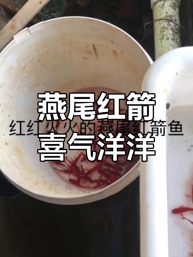 燕尾红箭鱼:几毛钱也能养出喜庆气氛