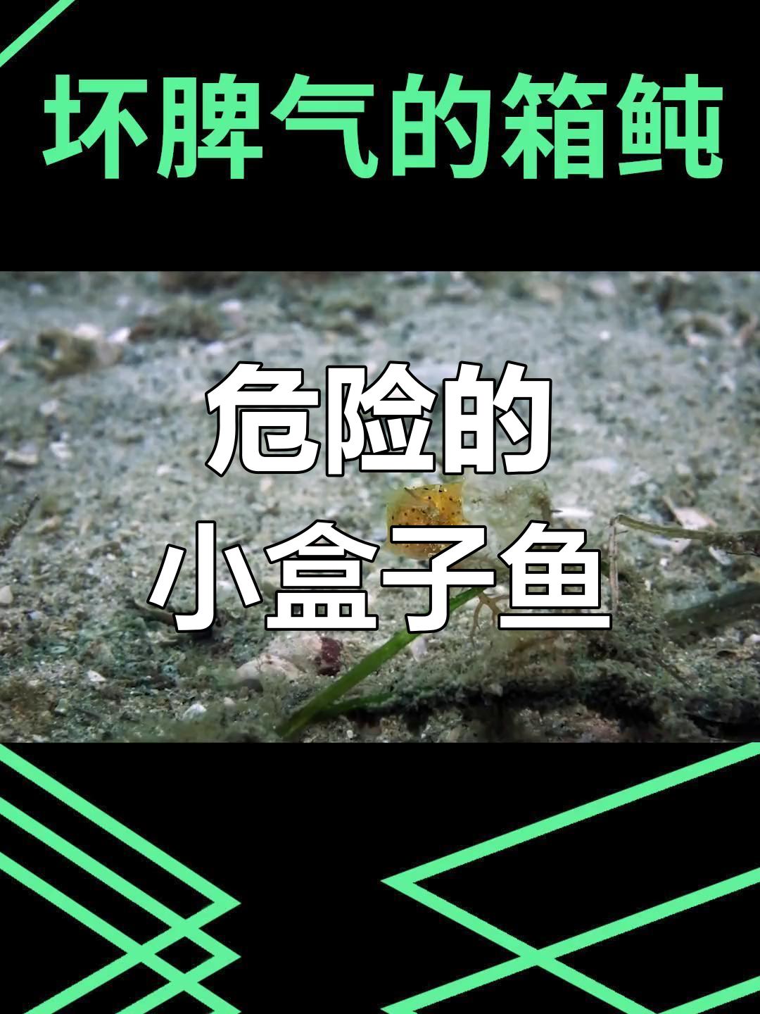 世界上最危险的鱼:香豚的致命毒液