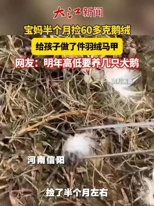 宝妈半个月捡60多克鹅绒 给孩子做了件羽绒马甲