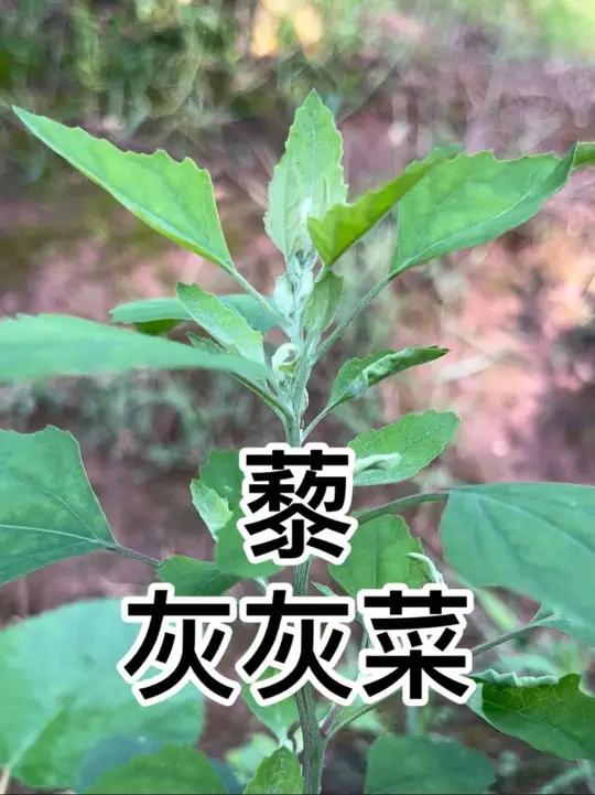 有人吃灰灰菜会过敏，你知道原因吗