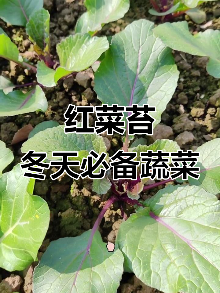 冬季必吃红菜苔,掐尖技巧让产量翻倍