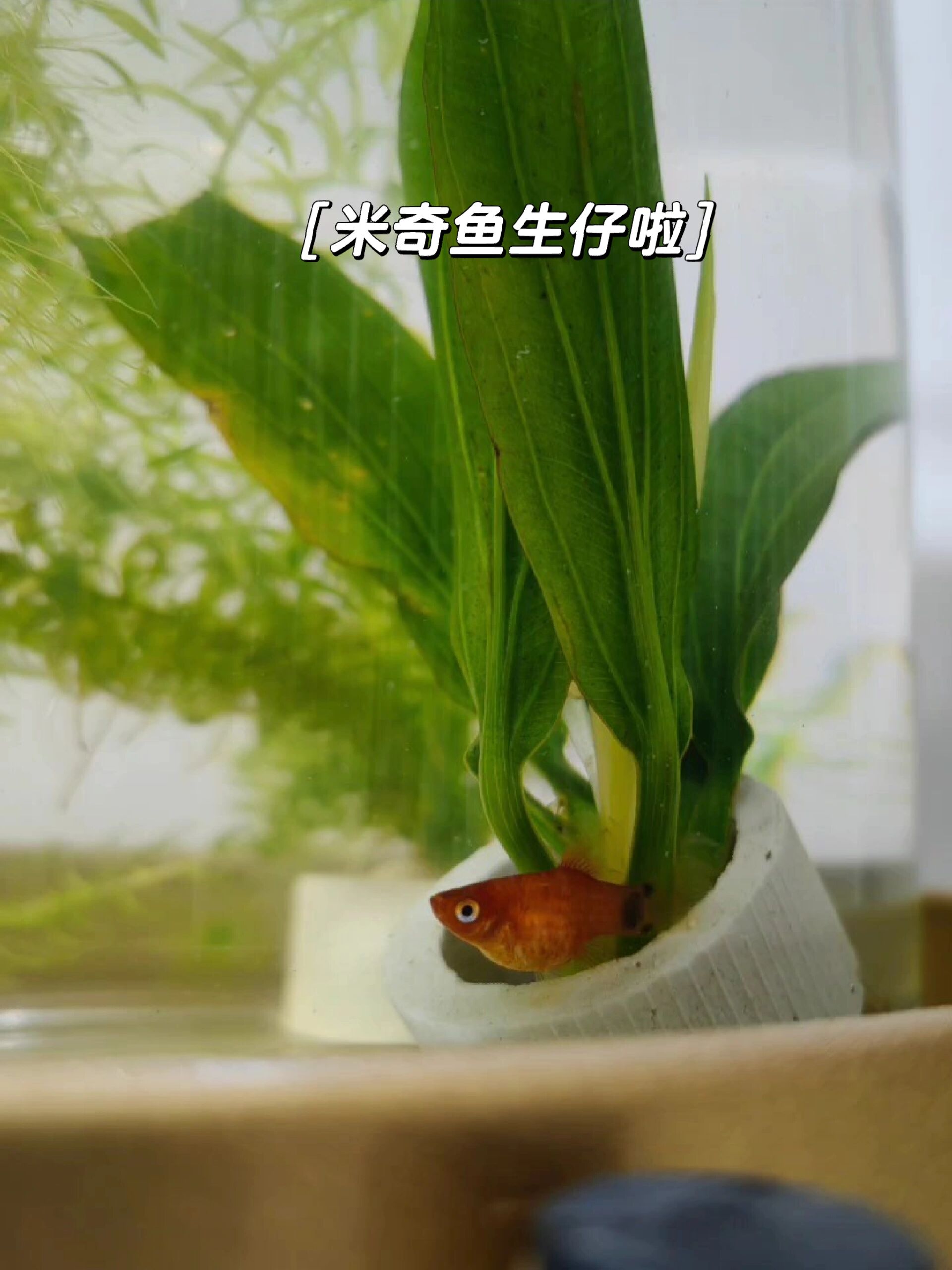 感谢鱼友提醒,及时发现待产的米奇鱼
