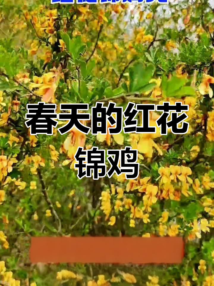 红花锦鸡儿:春日里的美丽绽放