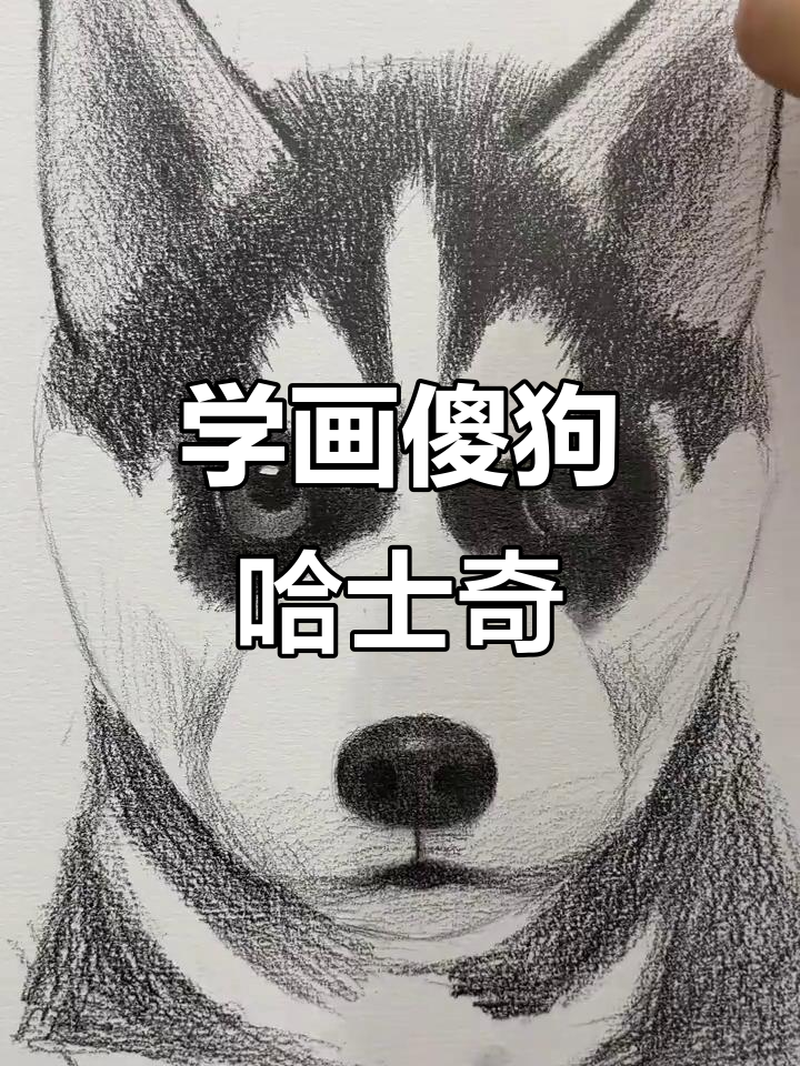 哈士奇素描技巧大揭秘,轻松画出可爱卡通形象