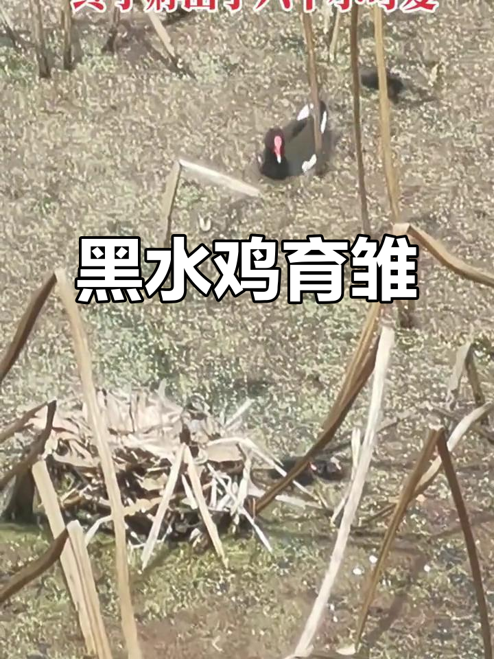 荷花池里，黑水鸡孵出六只小家伙！