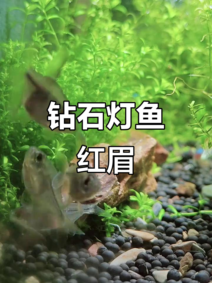 钻石灯鱼的红眉魅力，草缸中的美丽点缀