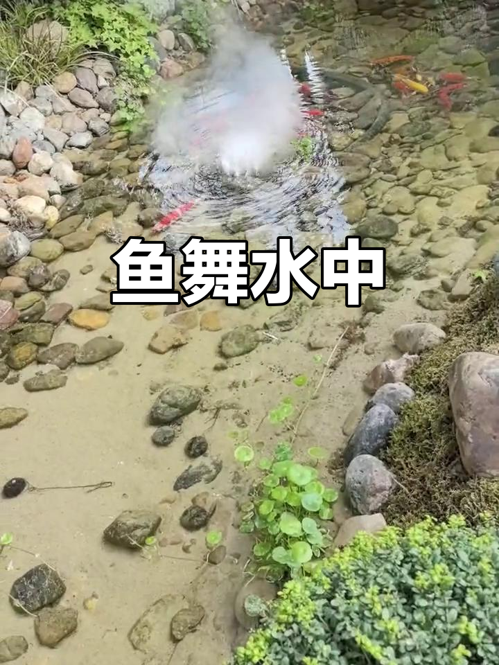 鱼戏水中的美丽舞蹈,看它们如何嬉戏玩耍