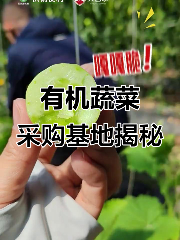 探访和平庄园有机蔬菜基地,品尝自然鲜香的黄瓜与韭菜
