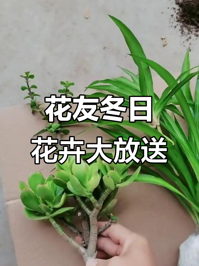 冬季花友分享:青叶吊兰、黄金花月与多肉植物等