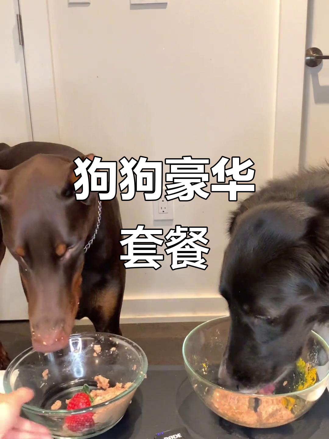 双狗投喂大餐,三文鱼、鲍鱼酸奶样样来