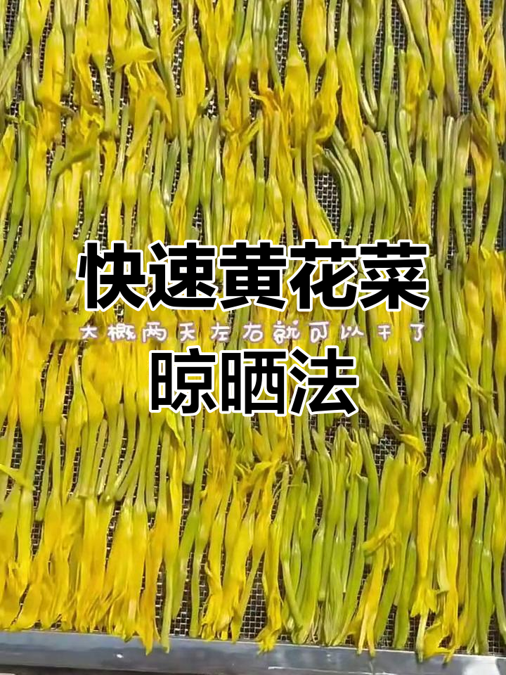 黄花菜晒干技巧大揭秘,轻松做出清脆爽口美味