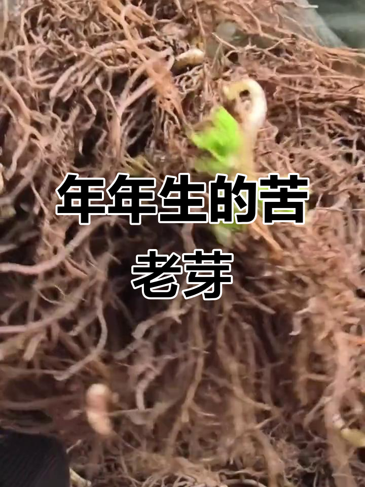 苦老芽山野菜,种一次年年有收获