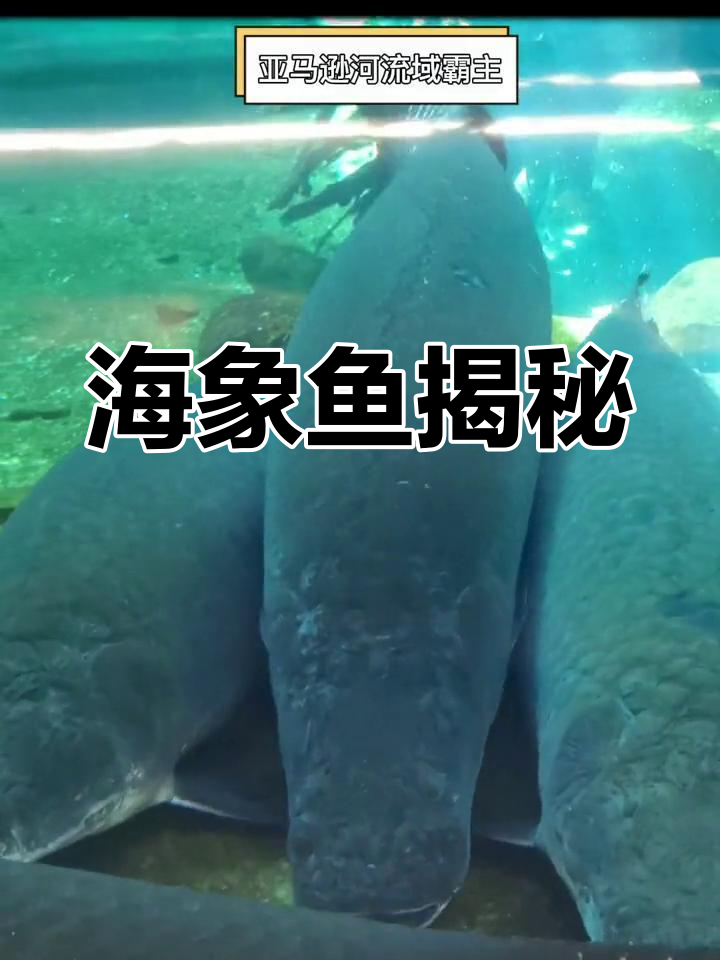 巨骨舌鱼:亚马逊的“海象”淡水霸主,你了解吗?