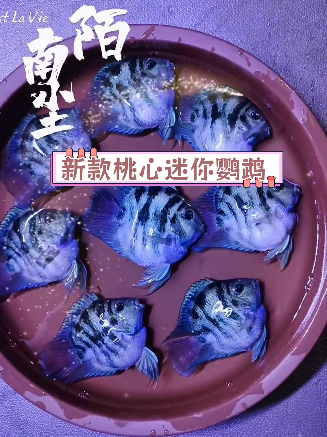 迷你鹦鹉鱼新品种亮相,桃心小丸子来袭