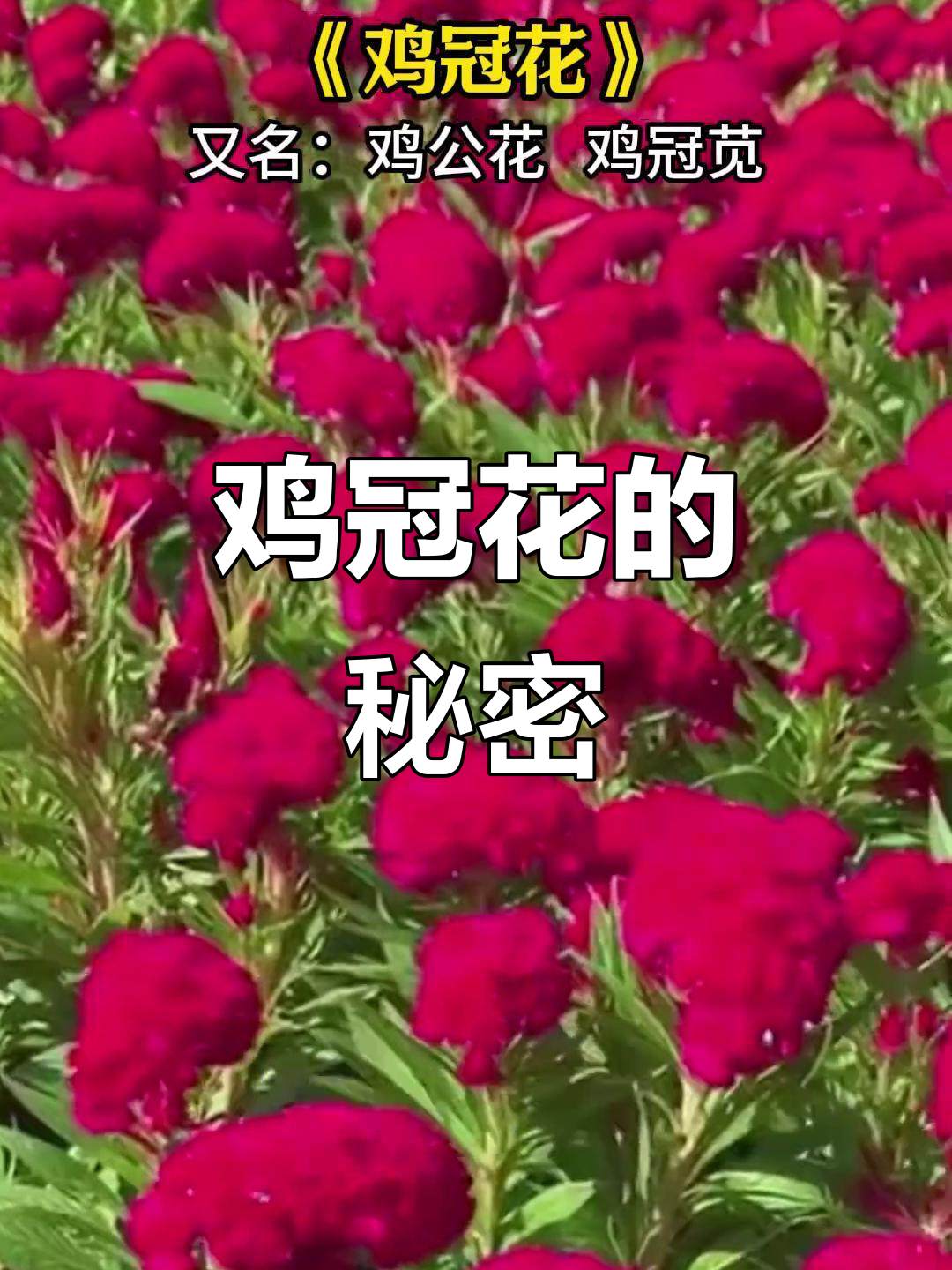 鸡冠花:不仅是草,还是美味小煎包!