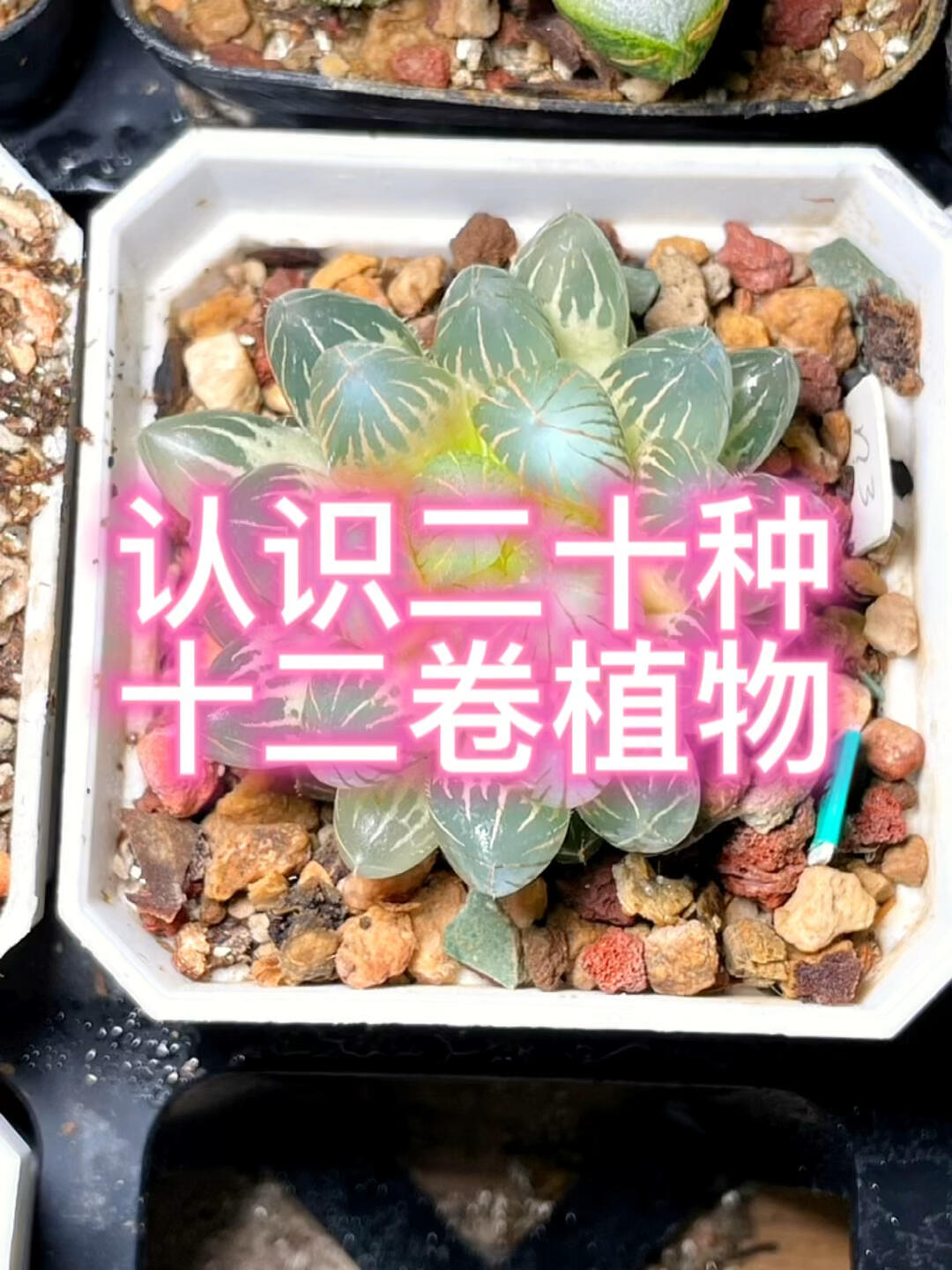 随拍20种十二卷多肉植物