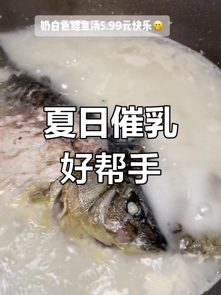 夏季一碗鲤鱼汤,开胃又催奶,老少皆宜!