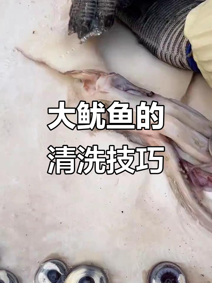 快速清理大鱿鱼，教你如何去内脏和软骨