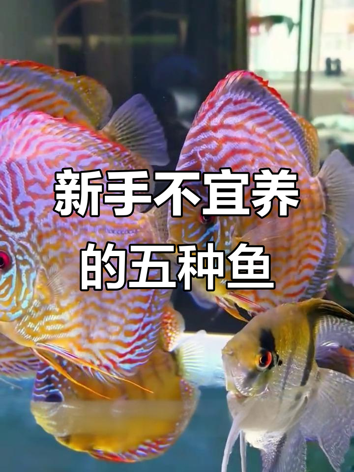 新手养不活的五大观赏鱼，别碰这些高难度品种