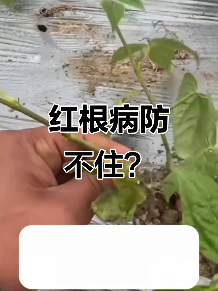 豆角红根病防治误区,别再交智商税!
