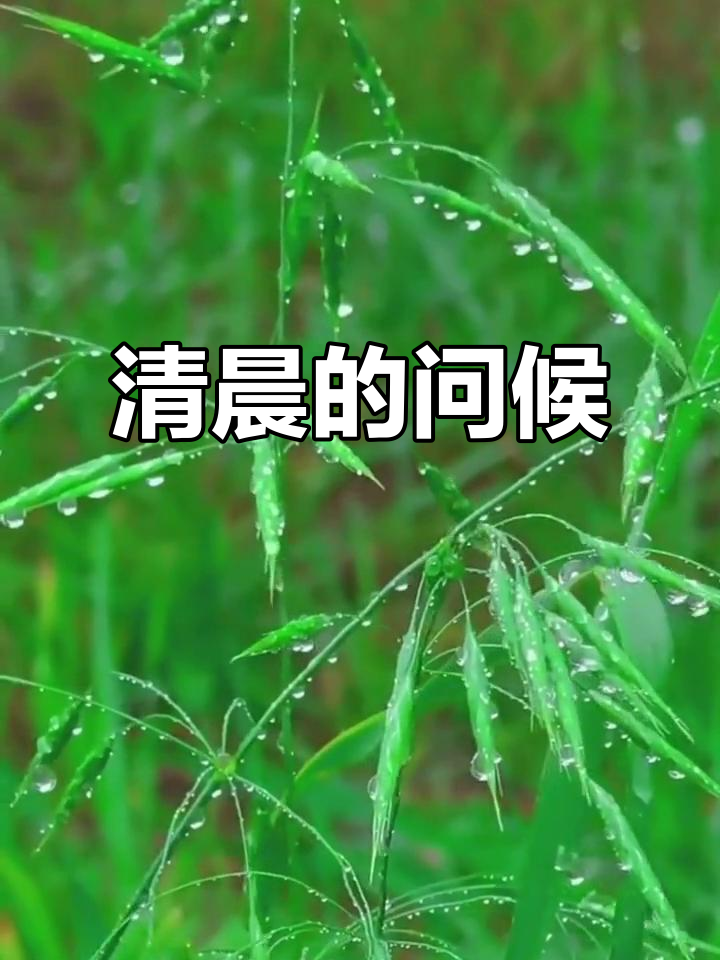 清晨鸡鸣鸟叫,唤醒新的一天