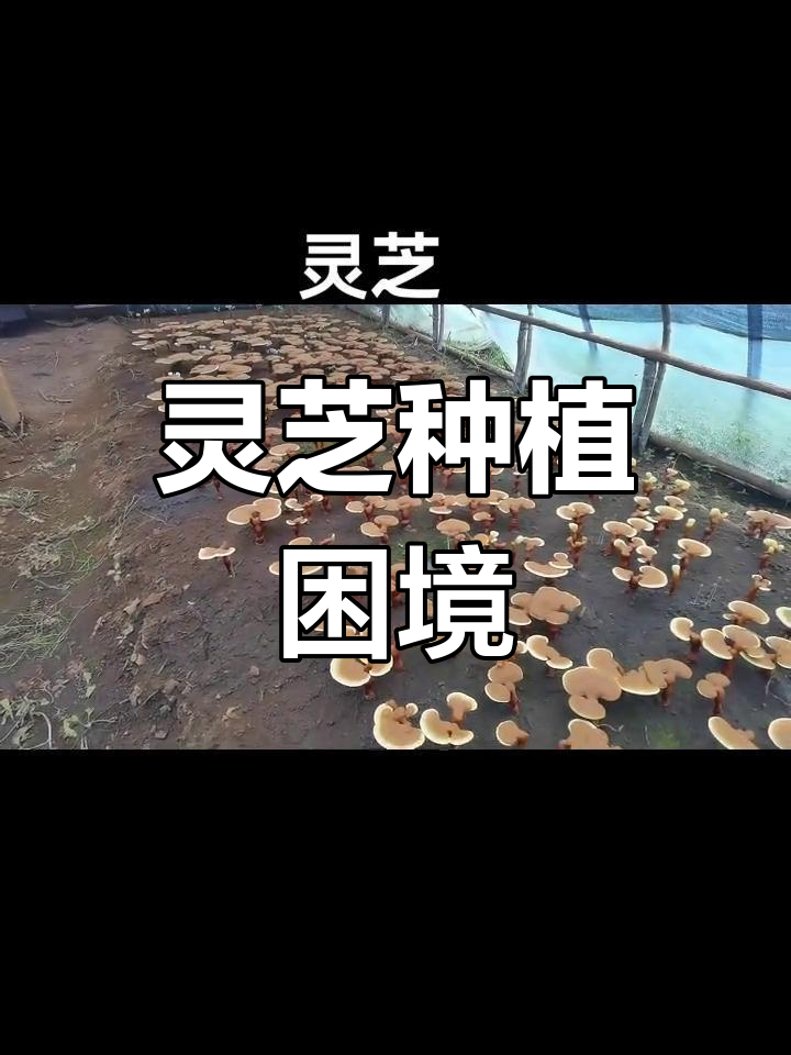灵芝栽培技术成熟,但利润不高,农民难以赚大钱