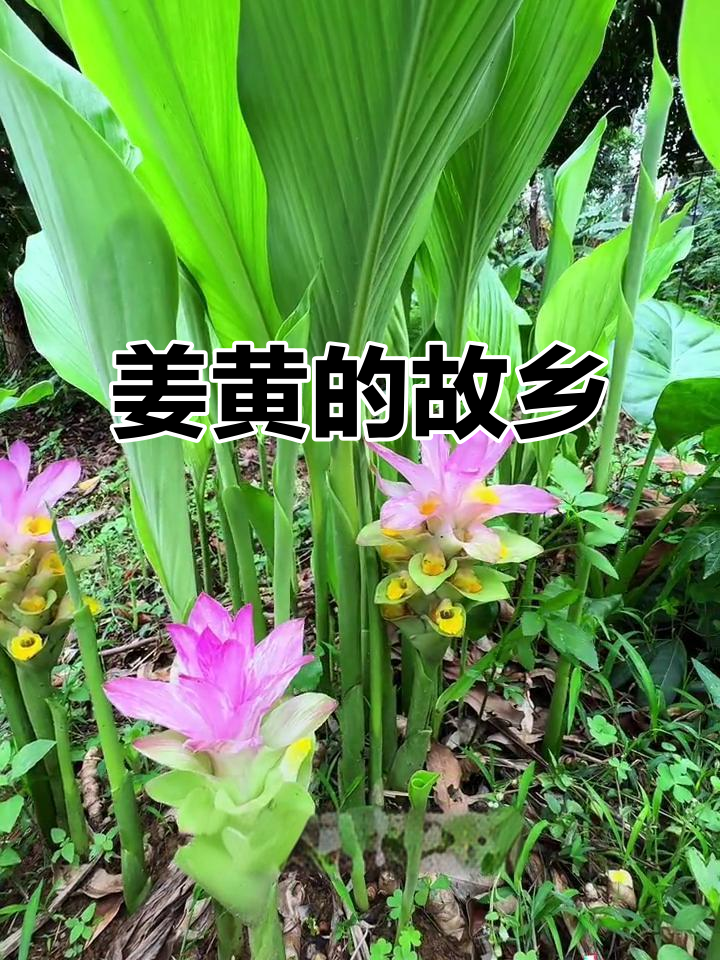 姜黄,咖喱的灵魂原料,你家乡还有人在种吗?