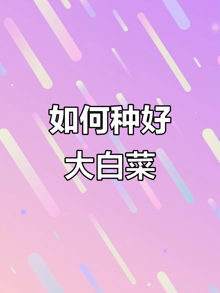 大白菜种植技巧:育苗、移栽与肥水管理全攻略