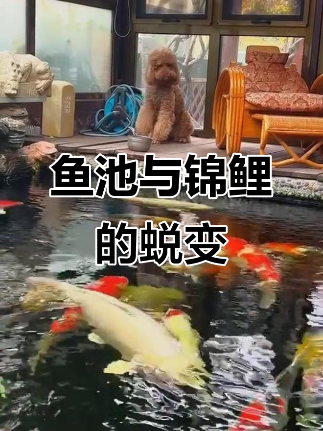 北京客户鱼池大变样，锦鲤成长迅速，阳光房下享受悠闲时光