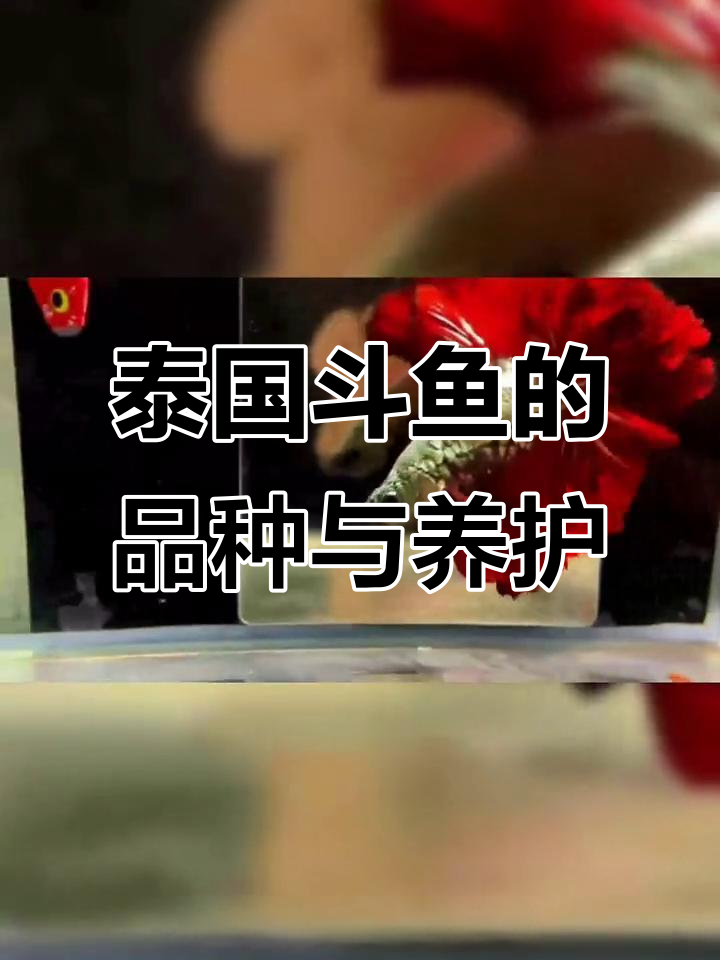 泰国斗鱼品种大揭秘，如何挑选最适合你的斗鱼