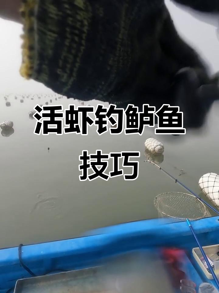 海钓技巧大揭秘:如何用活虾在海蛎田中捕捉鲈鱼