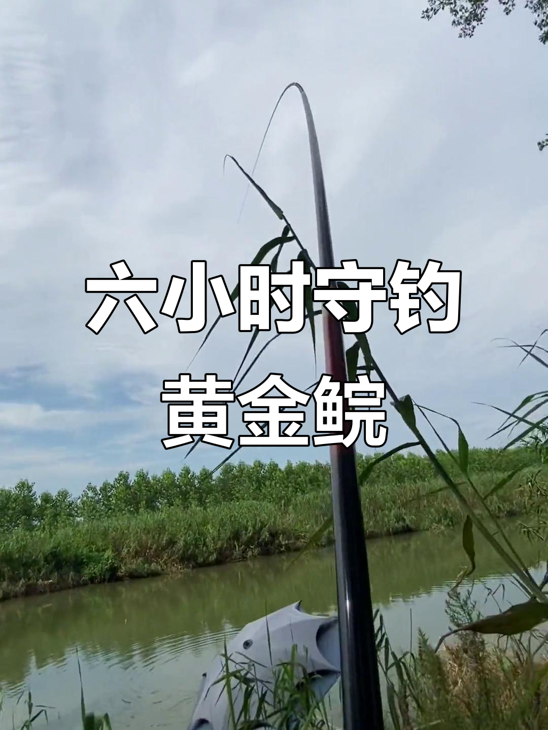 坚守六小时,终于钓获黄金鲩!挑战极限钓鱼之旅